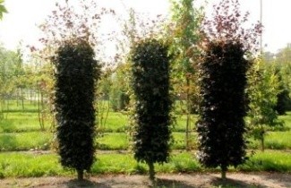 Afbeelding Rode beuk - Fagus sylvatica 'Atropunicea'