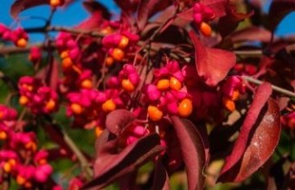 Afbeelding Gewone Kardinaalshoed 'Red Cascade' - Euonymus europaeus 'Red Cascade'