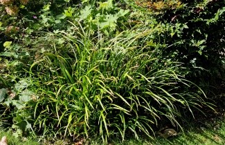 Afbeelding Grote veldbies - Luzula sylvatica