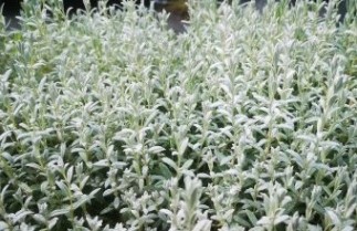Afbeelding Hoornbloem - Cerastium tomentosum
