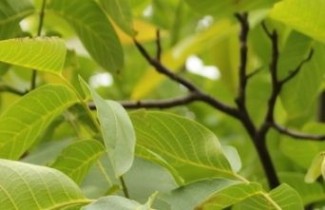 Afbeelding Walnoot 'Proslavski' - Juglans regia 'Proslavski'
