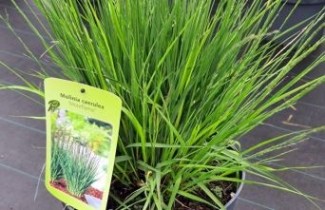 Afbeelding Pijpestrootje 'Moorflamme' - Molinia caerulea 'Moorflamme'