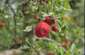 Afbeelding Appel 'Elstar' laagstam - Malus domestica 'Elstar'