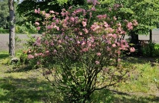 Afbeelding Rhododendron (AP)  'Fanny' - Rhododendron 'Fanny'