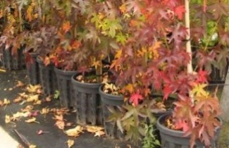 Afbeelding Amerikaanse amberboom - Liquidambar styraciflua 'Thea'