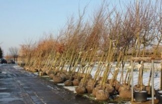 Afbeelding Zwarte eik - Quercus nigra