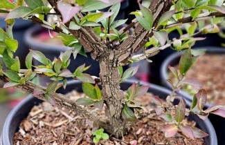 Afbeelding Kardinaalsmuts alatus - Euonymus alatus