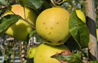 Afbeelding Appel 'Golden Delicious' - Malus domestica 'Golden Delicious'