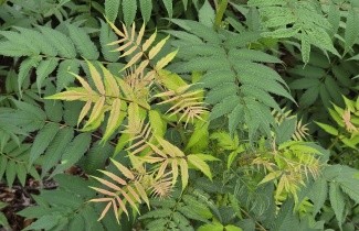 Afbeelding Lijsterbessprirea 'Sem' - Sorbaria sorbifolia 'Sem'