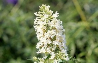 Afbeelding Vlinderstruik 'Free Petite Snow White' - Buddleja davidii 'Free Petite Snow White'