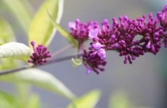 Afbeelding Vlinderstruik 'Free Petite Tutti Frutti' - Buddleja davidii 'Free Petite Tutti Frutti'