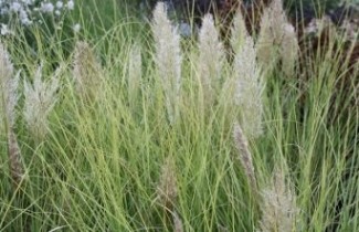 Afbeelding Pampasgras 'Mini Goldpampas' - Cortaderia selloana 'Mini Goldpampas'