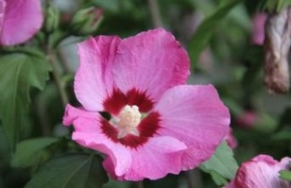 Afbeelding Altheastruik    'Pink Giant' - Hibiscus syriacus 'Pink Giant'