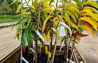 Afbeelding Tamme Kastanje, cultivar - Castanea sativa 'Lyon'