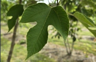 Afbeelding Papiermoerbei - Broussonetia papyrifera