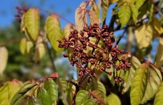Afbeelding Bijenboom - Tetradium daniellii
