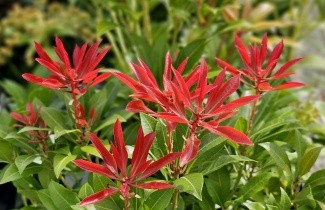 Afbeelding Pieris 'Mountain Fire' - Pieris japonica 'Mountain Fire'