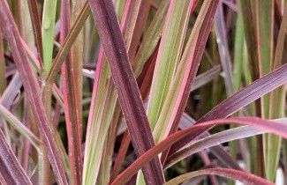 Afbeelding Lampenpoetsersgras 'Fireworks' - Pennisetum setaceum 'Fireworks'