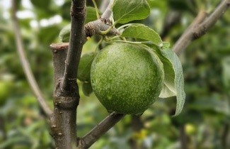 Afbeelding Appel 'Granny Smith' - Malus domestica 'Granny Smith'