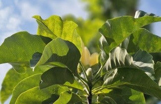 Afbeelding Magnolia 'Yellow Bird' - Magnolia 'Yellow Bird'