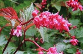 Afbeelding Trosspirea - Neillia affinis