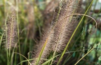 Afbeelding Lampenpoetsersgras alopecuroides 'Black Beauty' - Pennisetum alopecuroides 'Black Beauty'