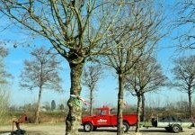 Op zoek naar een mooie dakboom? Ten Hoven Boomkwekers zijn gespecialiseerd in zware dakvormen