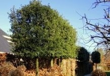 Op zoek naar mooie groenblijvende leibomen? Neem eens een kijkje in onze webshop!