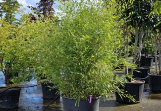 Bamboe is door zijn veelzijdigheid een populaire tuinplant geworden!
