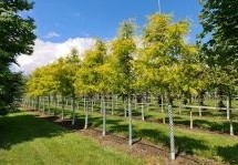 Op zoek naar een mooie, duurzame boom voor in uw tuin ? Neem een kijkje op onze kwekerij!