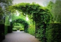 Op zoek naar mooie volwassen klimplanten ? kom eens langs bij ons op de kwekerij in Apeldoorn