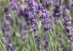 Lavendel, Lavendula