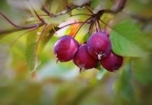 Op zoek naar mooie sierappels die niet te groot worden ? Kom eens langs bij Ten Hoven Bomen