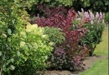 Op zoek naar mooie, volwassen en grote heesters ? Neem een kijkje in onze boomkwekerij webshop. Ten Hoven Bomen