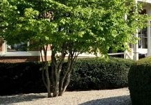Een meerstammige boom geeft uw tuin net wat meer sfeer en uitstraling, bekijk ons ruime sortiment online !