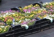 Op zoek naar mooie vaste planten voor uw vakbeplanting?