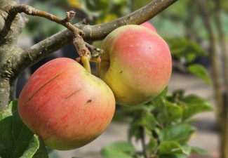 Op zoek naar een mooie hoogstam appelboom? Appelbomen online bestellen bij onze webshop