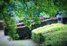 Haagplantsoen in verschillende soorten en maten.