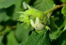 hazelaars-hazelnoten-corylus