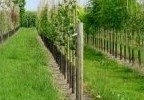 Spillen zijn jonge bomen welke met name geschikt zijn voor bos en landschappelijk beplantingen.