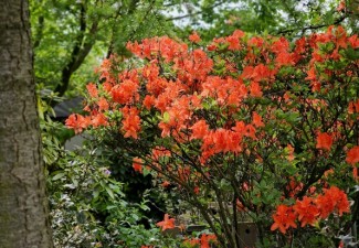 Azalea  Brilliant