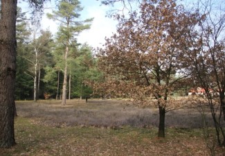 Inheemse bomen