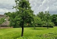 Op zoek een mooie, karaktervolle perenboom? Neem een kijkje in onze webshop, of kom bomen kijken op onze kwekerij.