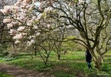 Magnolia struiken leveren wij in verschillende soorten, maten er prijzen. Ook hele grote magnolia zijn bij ons leverbaar.