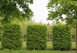 Geen jaren meer wachten maar direct kant en klare hagen planten ! Dat kan met de haagelemente van Ten Hoven Boomkwekers
