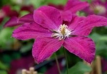 Clematis