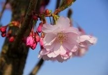 Uitbundig mooie bloeiende bloesembomen te koop. Bestel direct via onze webshop!