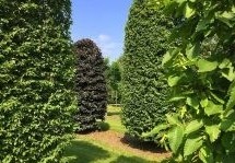Diverse vormbomen kweken wij door tot in de grote maten, dus direct sfeer en resultaat in uw tuin !