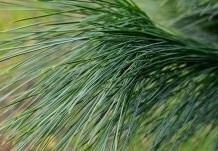Ten Hoven Bomen, specialist in het kweken van grote coniferen, kom is langs op onze kwekerij te Apeldoorn en bekijk onze coniferen.