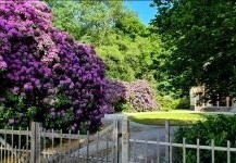 Wij kweken een ruim assortiment rhododendrons in diverse soorten, maten en kleuren !